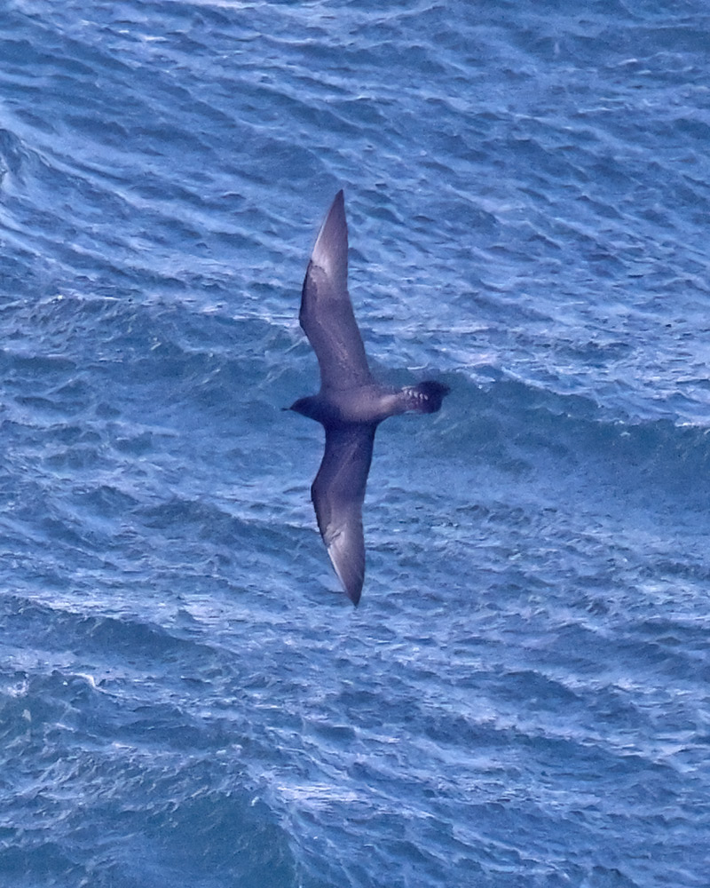 Arctic skua